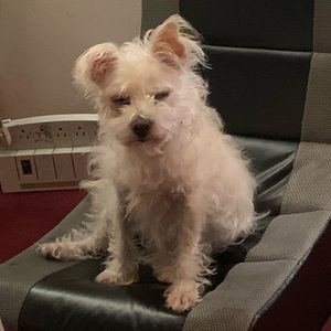 Meet your Posher, Diego